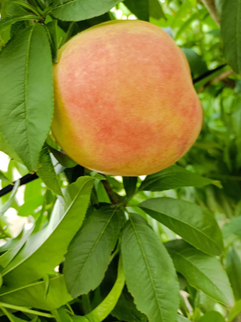 红夏桃