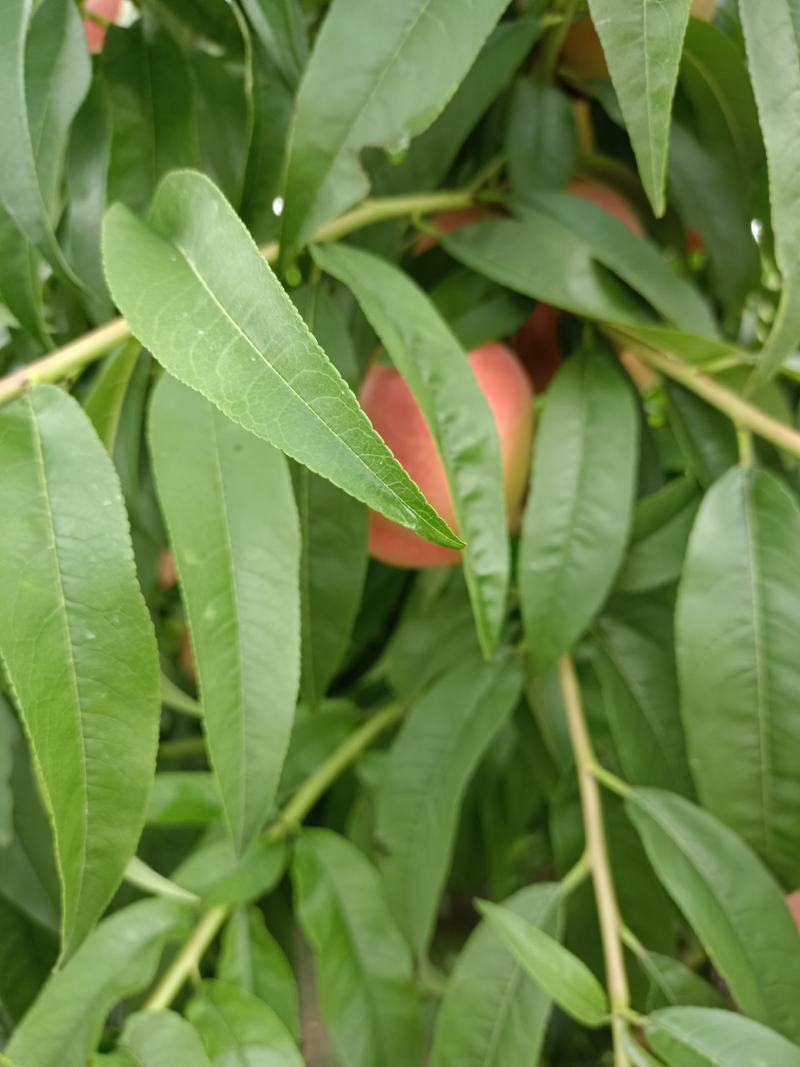 红夏桃