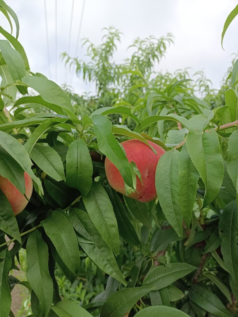 红夏桃
