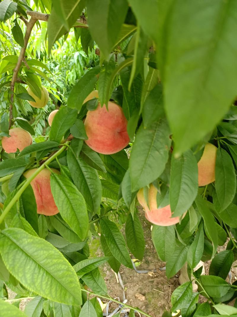 红夏桃