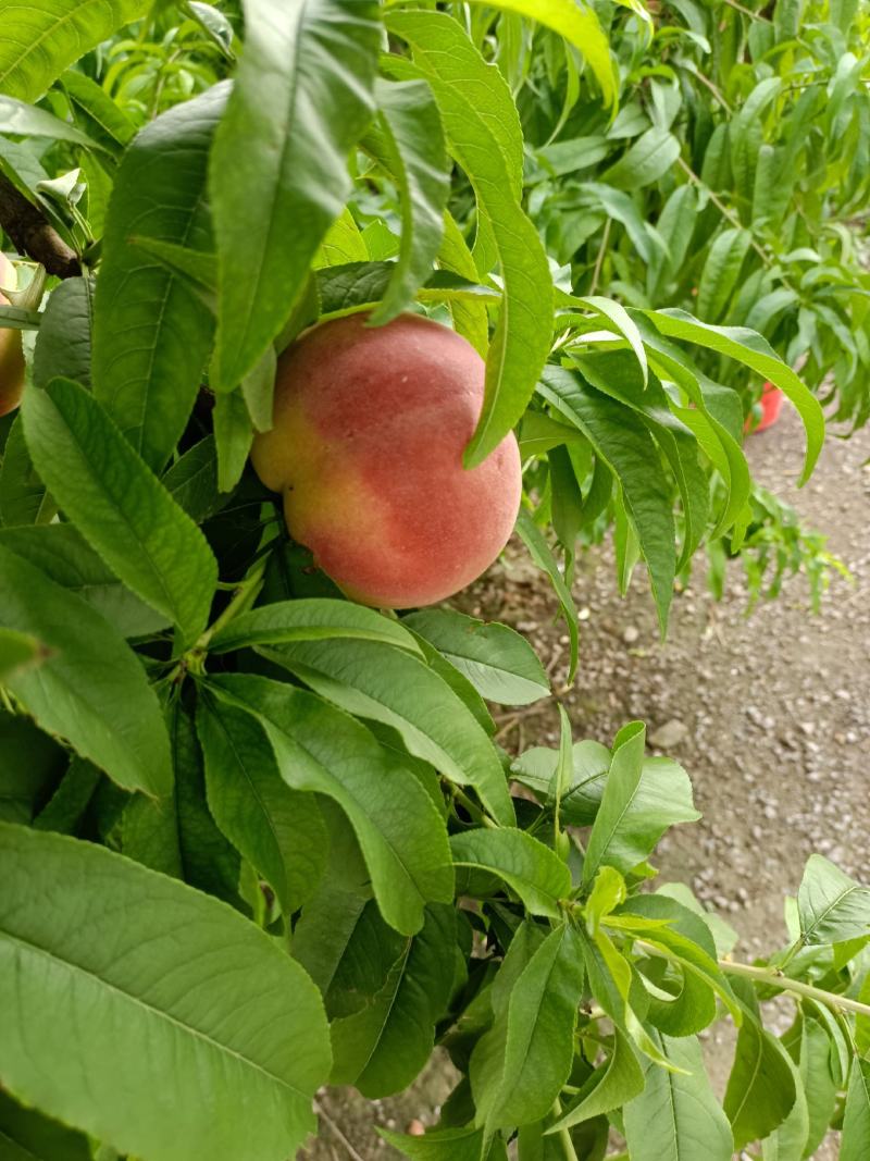 红夏桃