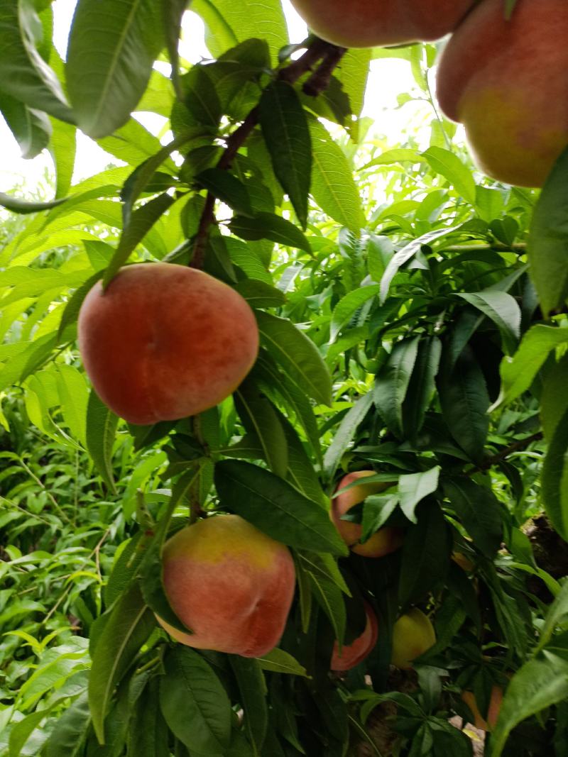 红夏桃