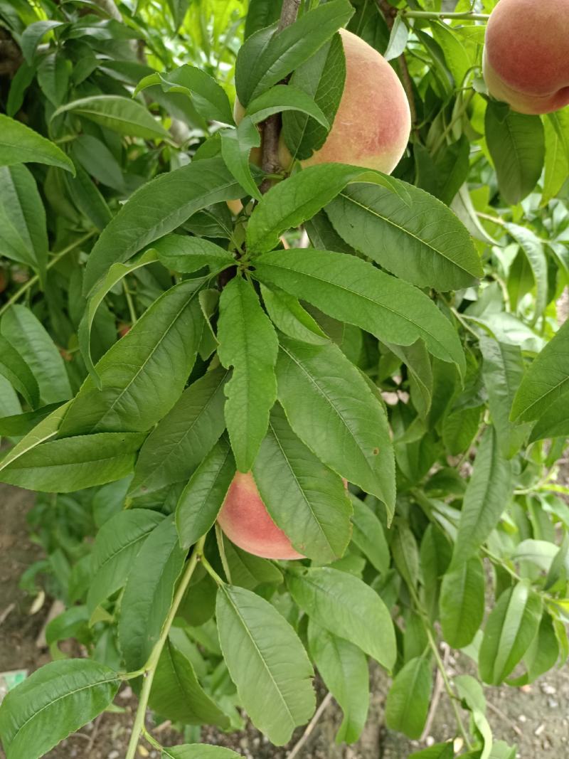 红夏桃