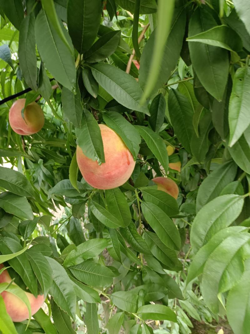 红夏桃