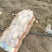 土豆荷兰十五806中暑沃土各种土豆5月20号后大量上市