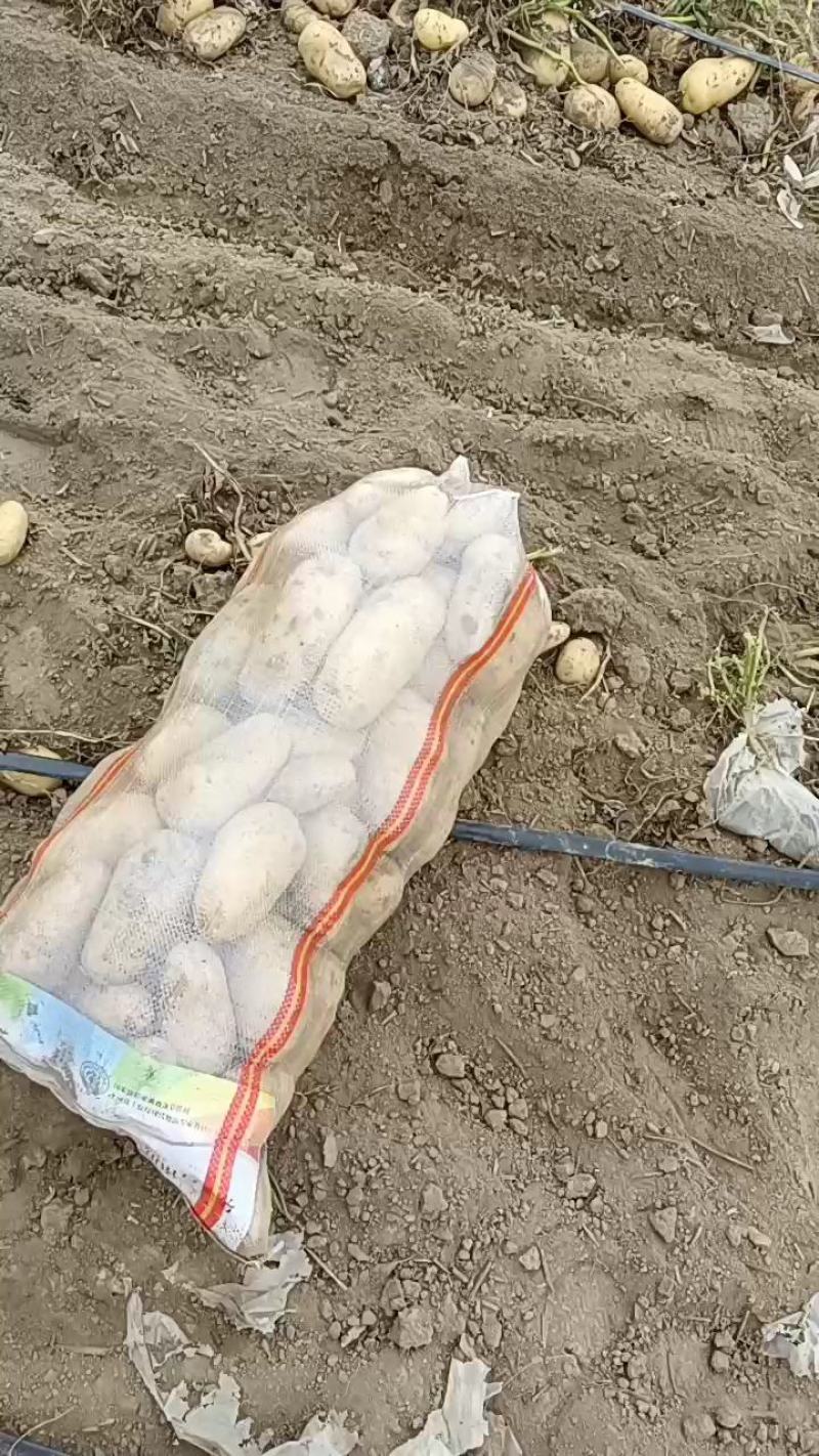 土豆荷兰十五806中暑沃土各种土豆5月20号后大量上市