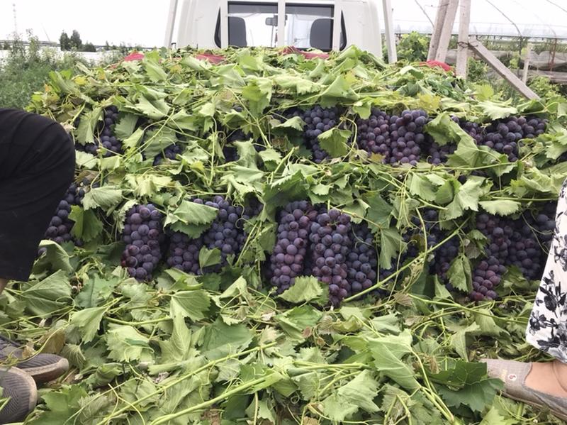 夏黑葡萄大量上，手上货源充足，各种级别都能满足