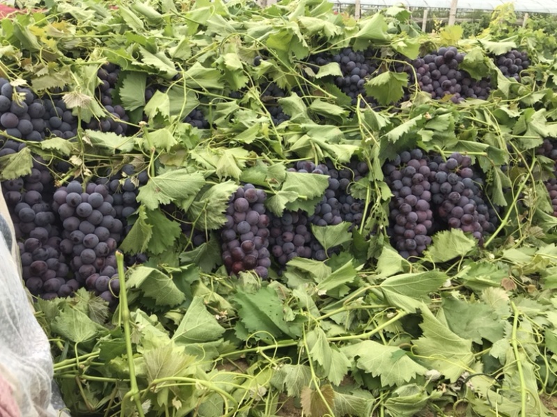 夏黑葡萄大量上，手上货源充足，各种级别都能满足