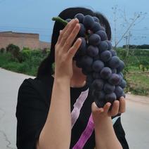 夏黑葡萄大量上，手上货源充足，各种级别都能满足