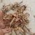 土党参鲜货（包邮），量大价优，薄利多销，一手货源批发，量