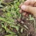 白芨苗白芨种苗大白芨紫花白芨苗产地一手货源