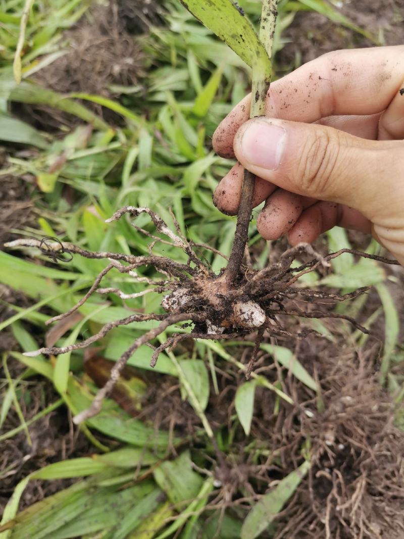 白芨苗白芨种苗大白芨紫花白芨苗产地一手货源
