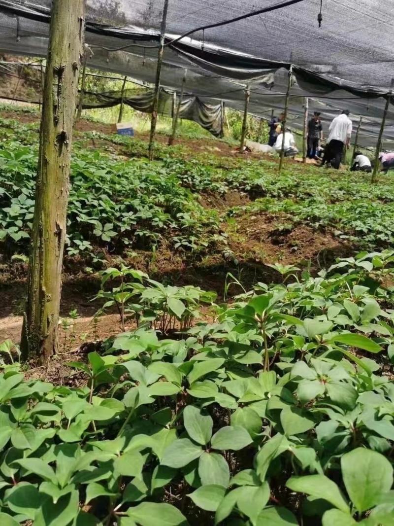 重楼苗产地直销一手货源批发零售新鲜苗