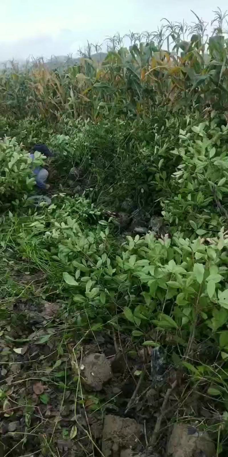 红叶石楠