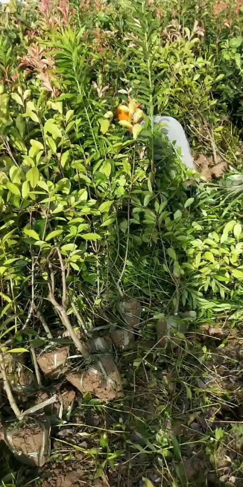 红叶石楠
