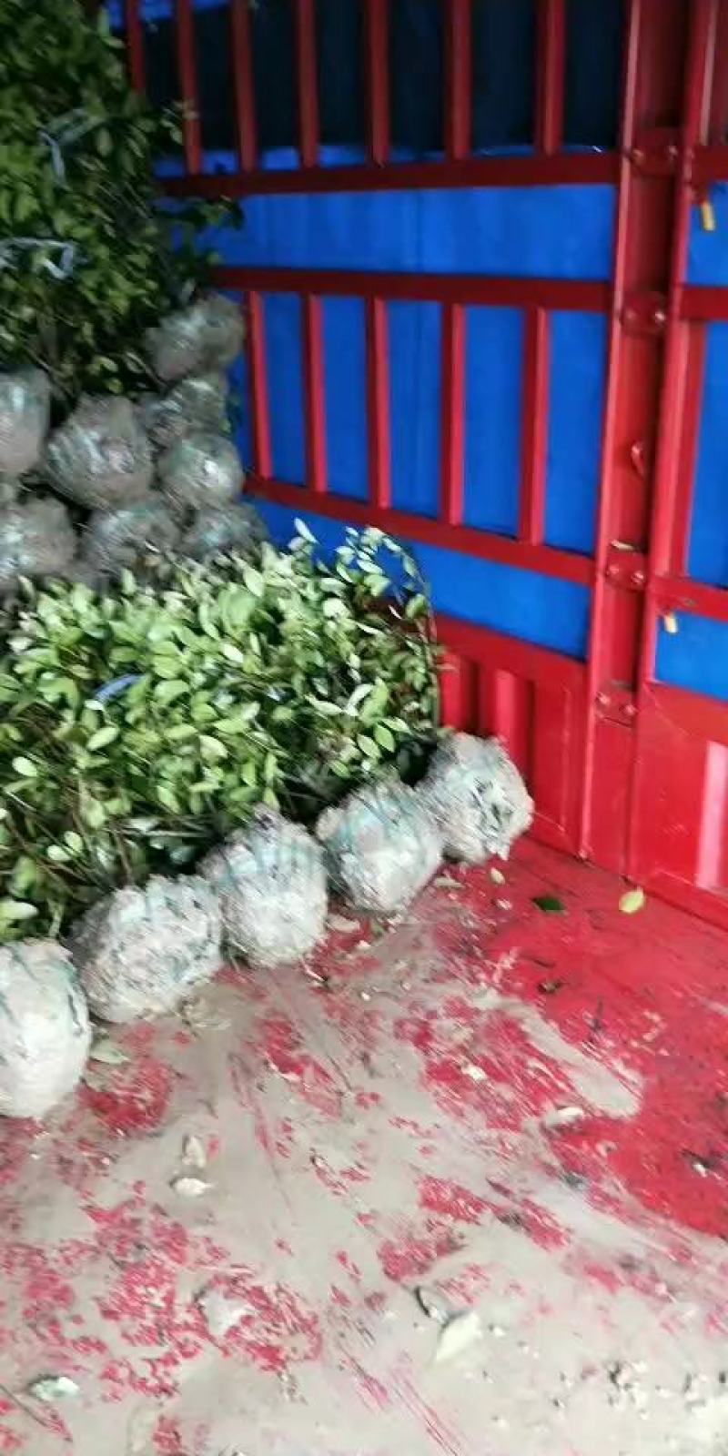 红叶石楠球