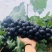 无籽夏黑葡萄