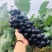 无籽夏黑葡萄