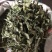忧遁草叶，忧盾草，优遁草