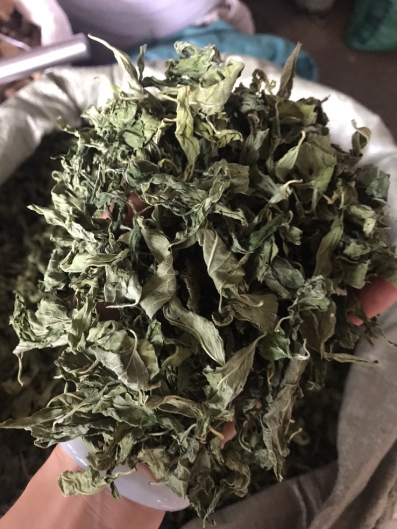 忧遁草叶，忧盾草，优遁草