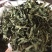 忧遁草叶，忧盾草，优遁草