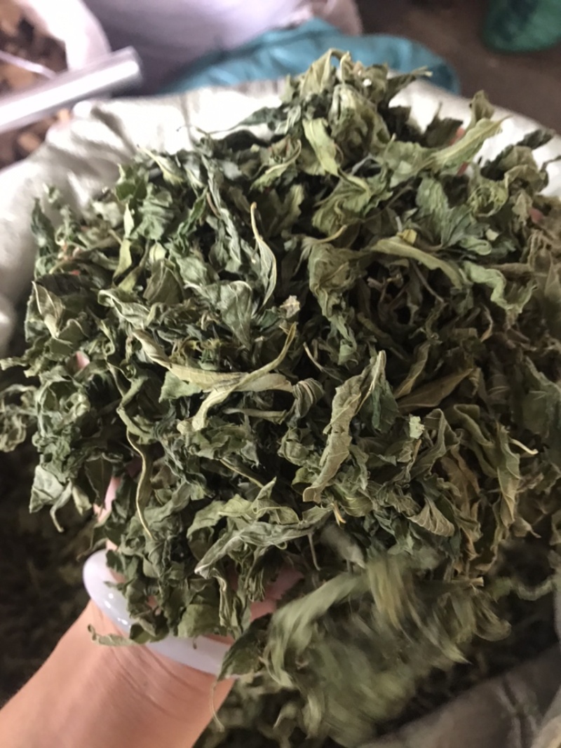 忧遁草叶，忧盾草，优遁草