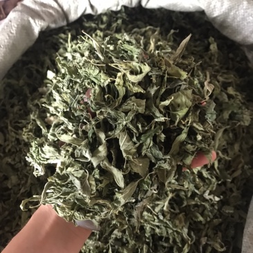 忧遁草叶，忧盾草，优遁草