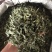 忧遁草叶，忧盾草，优遁草