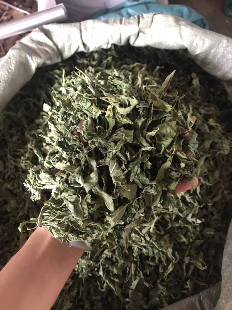 忧遁草叶，忧盾草，优遁草