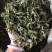 忧遁草叶，忧盾草，优遁草