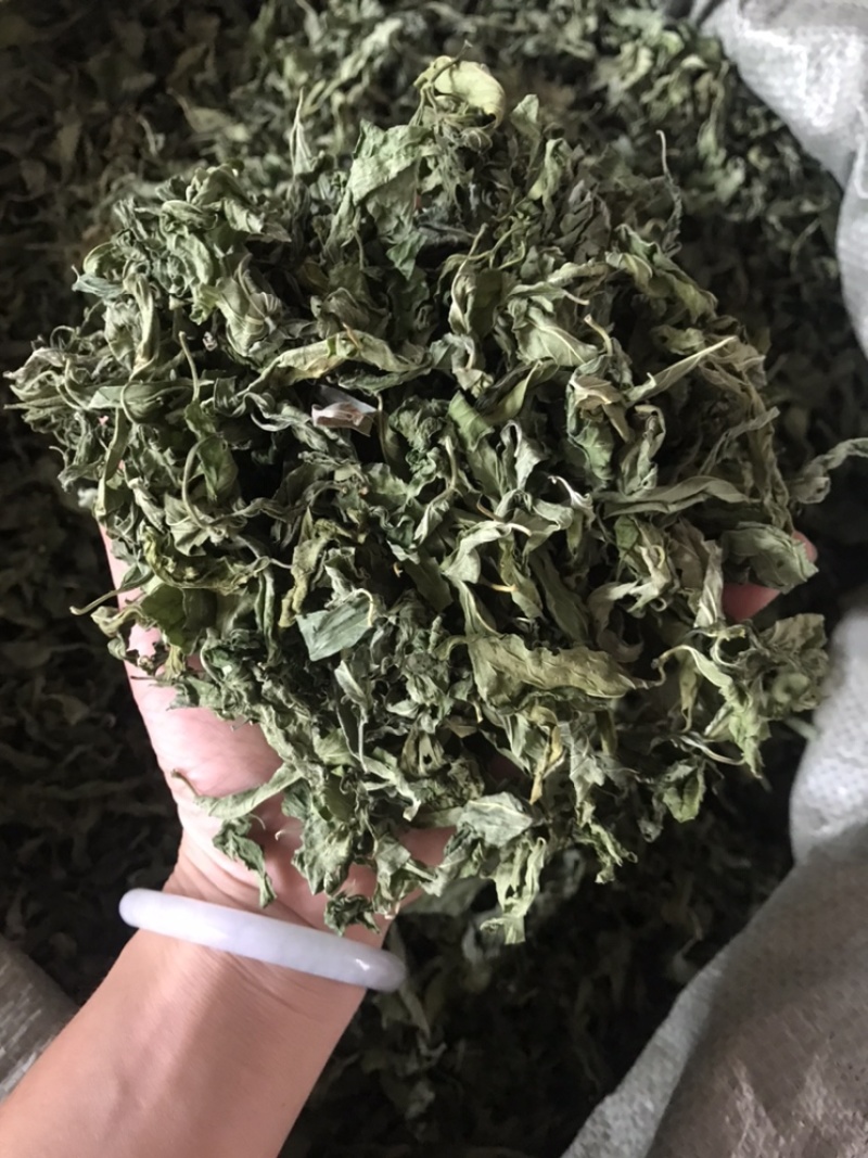 忧遁草叶，忧盾草，优遁草