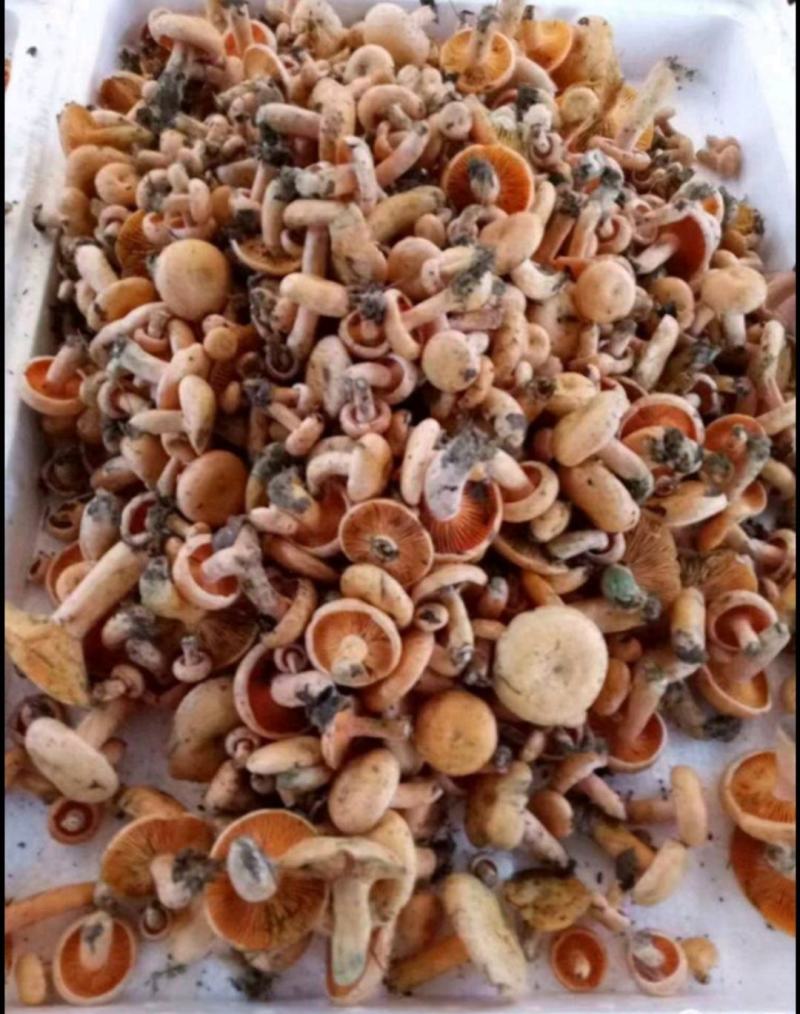 湖南省湘西自治州龙山县枞树菌，三指以下精选货