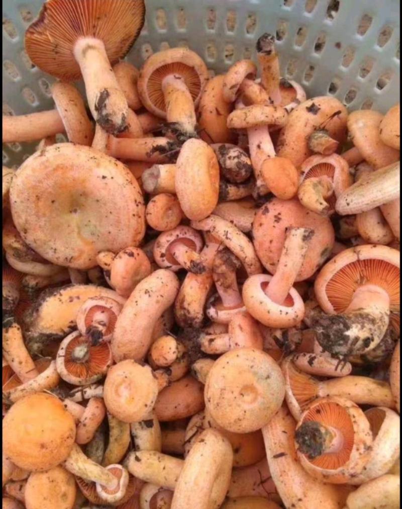 湖南省湘西自治州龙山县枞树菌，三指以下精选货