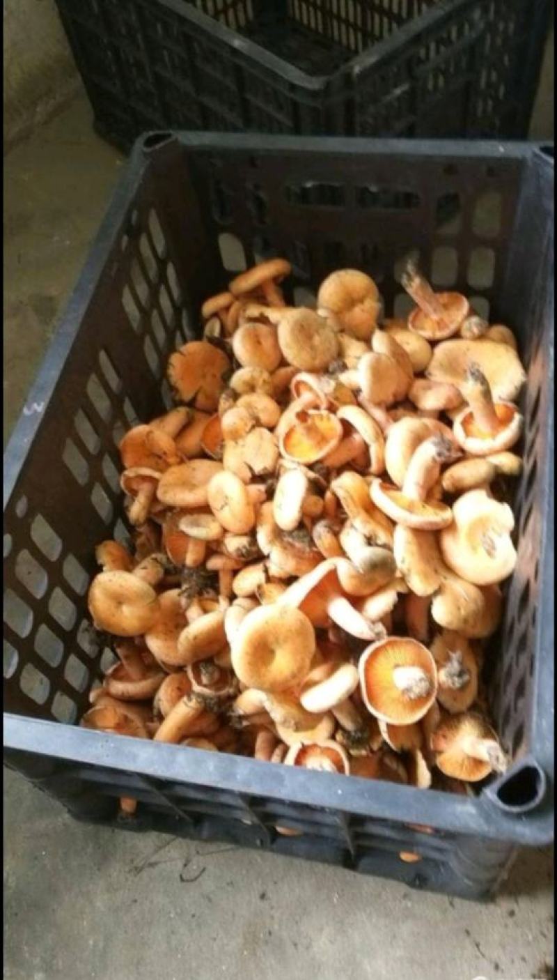 湖南省湘西自治州龙山县枞树菌，三指以下精选货