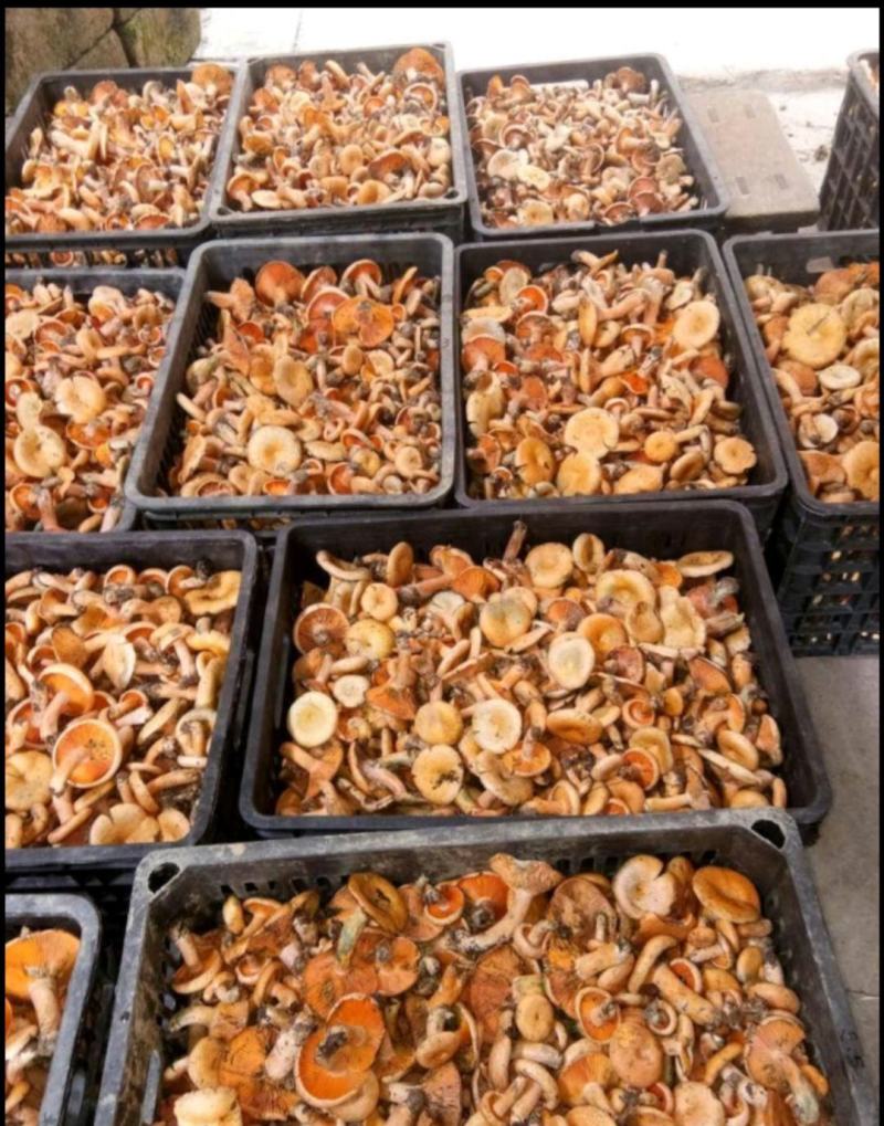 湖南省湘西自治州龙山县枞树菌，三指以下精选货