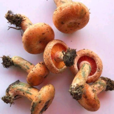 湖南省湘西自治州龙山县枞树菌，三指以下精选货