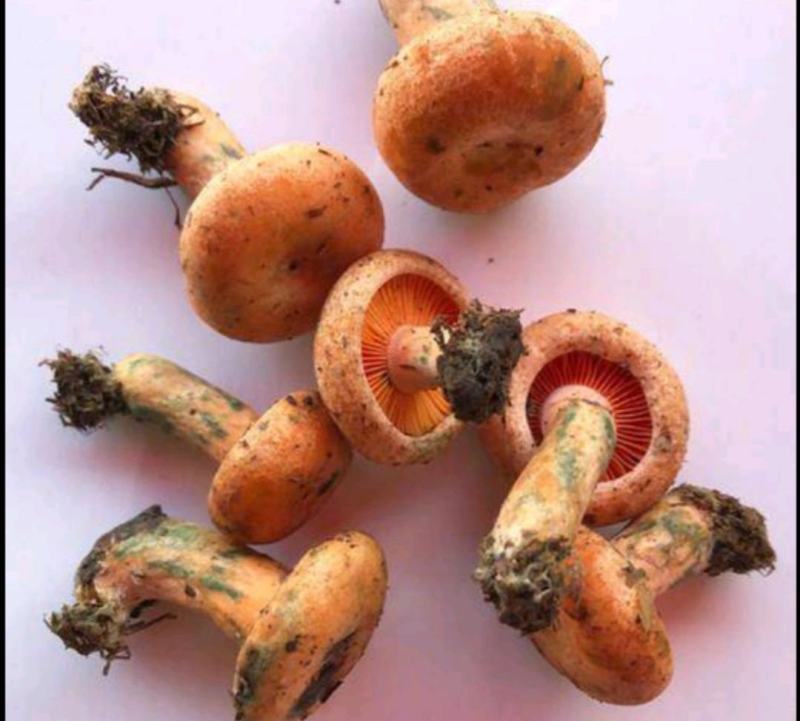 湖南省湘西自治州龙山县枞树菌，三指以下精选货