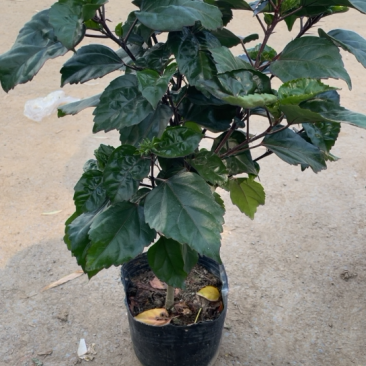 芙蓉牡丹大红色