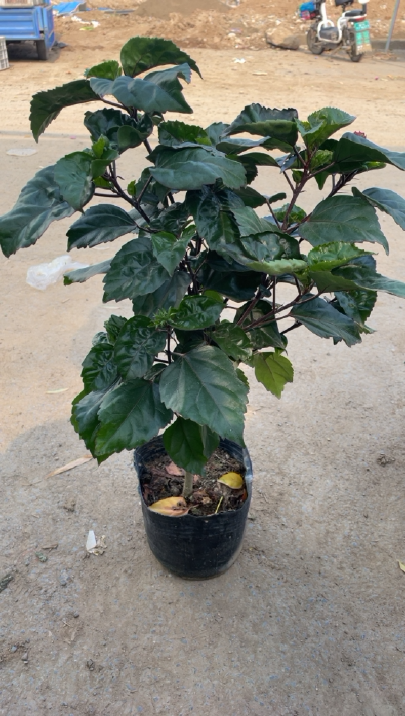 芙蓉牡丹大红色