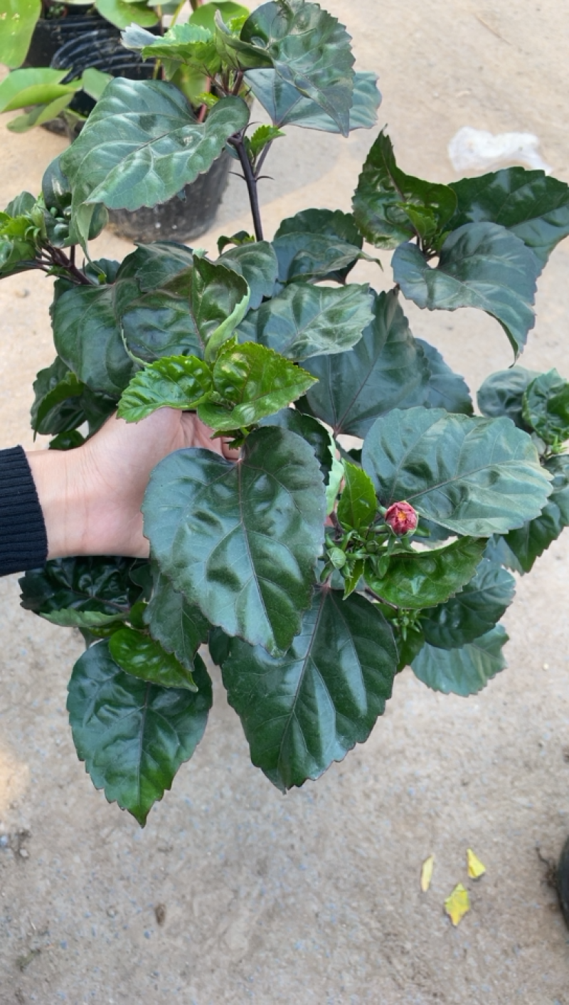 芙蓉牡丹大红色