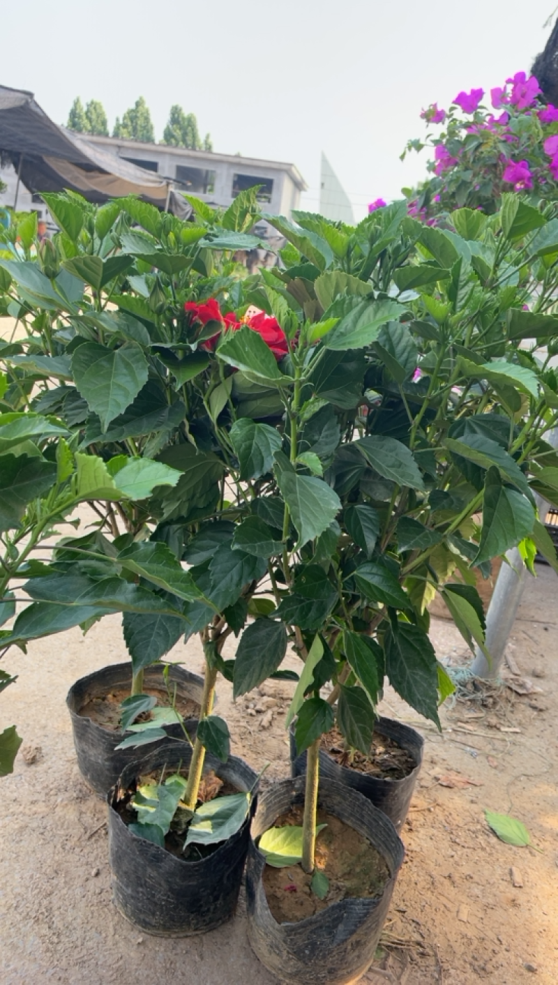 芙蓉牡丹国旗红