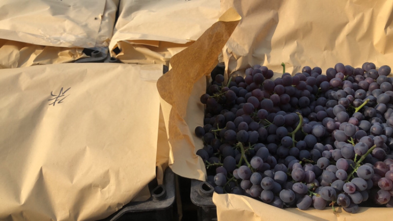 河北省秦皇岛市昌黎县玫瑰香葡萄🍇