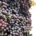 河北省秦皇岛市昌黎县玫瑰香葡萄🍇