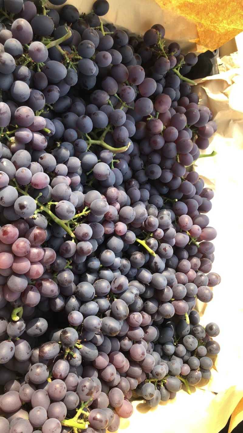 河北省秦皇岛市昌黎县玫瑰香葡萄🍇