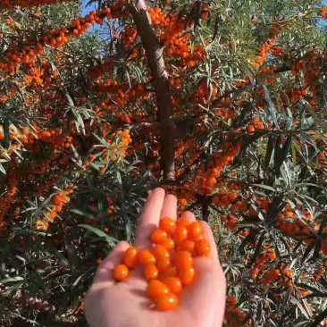 沙棘果