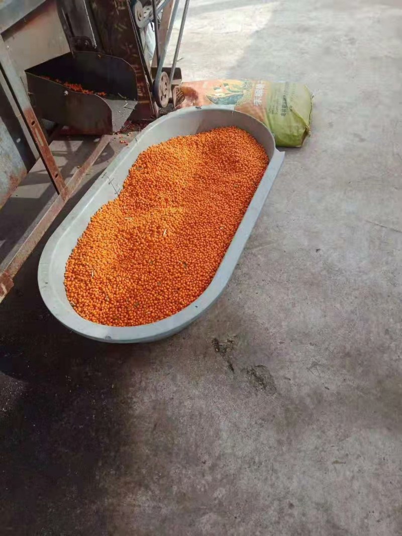 沙棘果