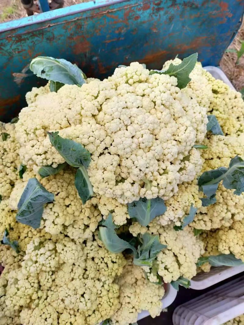 山东有机菜花山东菜花潍坊有机花一手货源无中间商差价