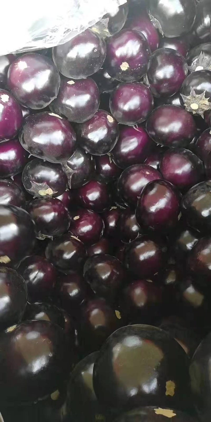 河南焦作博爱县紫光圆茄大量上市，欢迎全国客商前来采购。