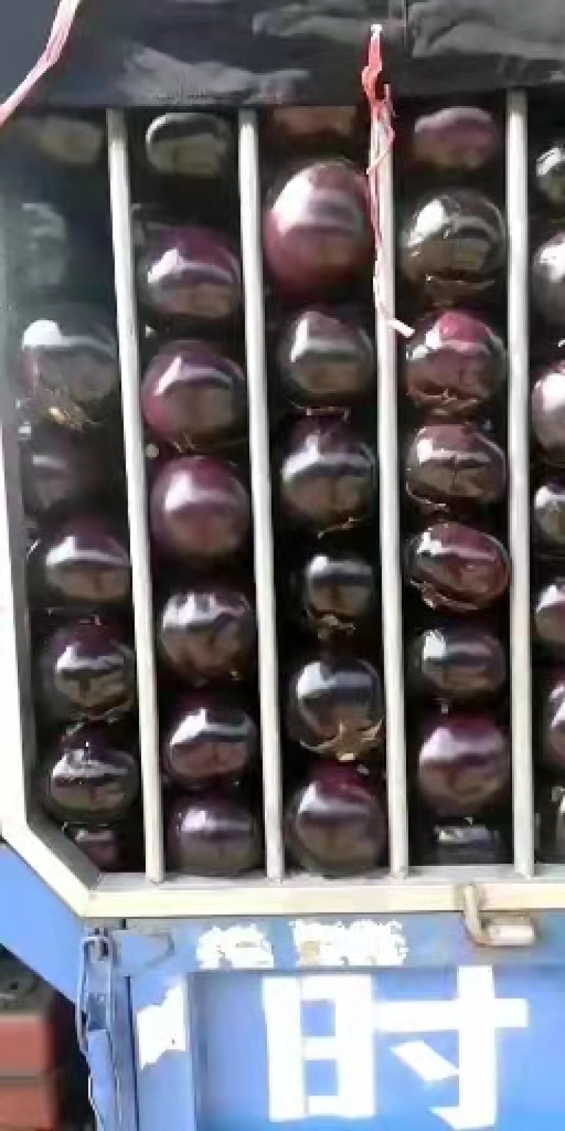 河南焦作博爱县紫光圆茄大量上市，欢迎全国客商前来采购。