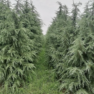 4一5米雪松树，冠2米左右，树形好